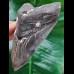 11.8 cm heart-shaped tooth of the Megalodon