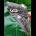 11.8 cm heart-shaped tooth of the Megalodon