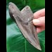 11.8 cm heart-shaped tooth of the Megalodon