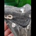 11.8 cm heart-shaped tooth of the Megalodon