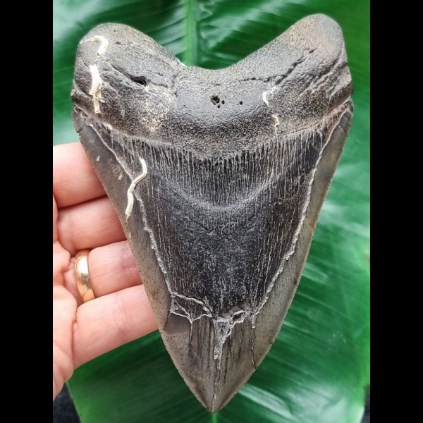 13.6 cm large tooth of the Megalodon with beautiful serration