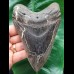 13.6 cm large tooth of the Megalodon with beautiful serration