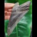 13.6 cm large tooth of the Megalodon with beautiful serration