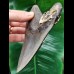 13.6 cm large tooth of the Megalodon with beautiful serration