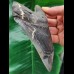 13.6 cm large tooth of the Megalodon with beautiful serration