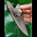 13.6 cm large tooth of the Megalodon with beautiful serration