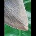 13.6 cm large tooth of the Megalodon with beautiful serration