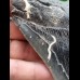 13.6 cm large tooth of the Megalodon with beautiful serration