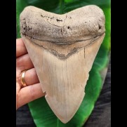 14,3 cm sehr großer heller Zahn des Megalodon aus Lee Creek