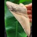 14,3 cm sehr großer heller Zahn des Megalodon aus Lee Creek