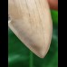 14,3 cm sehr großer heller Zahn des Megalodon aus Lee Creek