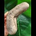 14,3 cm sehr großer heller Zahn des Megalodon aus Lee Creek