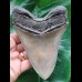 13,5 cm großer scharfer Zahn des Megalodon