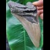 13,5 cm großer scharfer Zahn des Megalodon