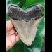 14.0 cm long and massive tooth of the Megalodon