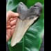 14.0 cm long and massive tooth of the Megalodon