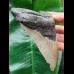 14.0 cm long and massive tooth of the Megalodon