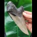 14.0 cm long and massive tooth of the Megalodon