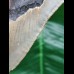 14.0 cm long and massive tooth of the Megalodon