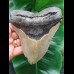 14.0 cm long and massive tooth of the Megalodon