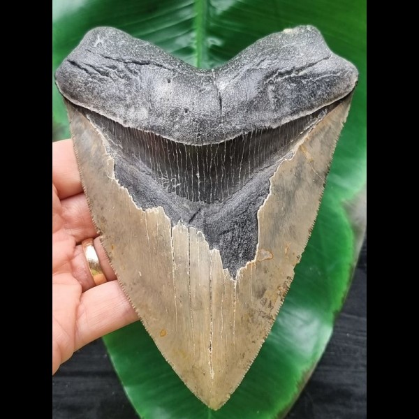15,1 cm sehr großer anteriorer Zahn des Megalodon