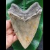 15,1 cm sehr großer anteriorer Zahn des Megalodon