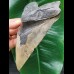 15,1 cm sehr großer anteriorer Zahn des Megalodon