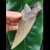 15,1 cm sehr großer anteriorer Zahn des Megalodon