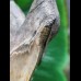 15,1 cm sehr großer anteriorer Zahn des Megalodon
