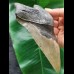 15,1 cm sehr großer anteriorer Zahn des Megalodon