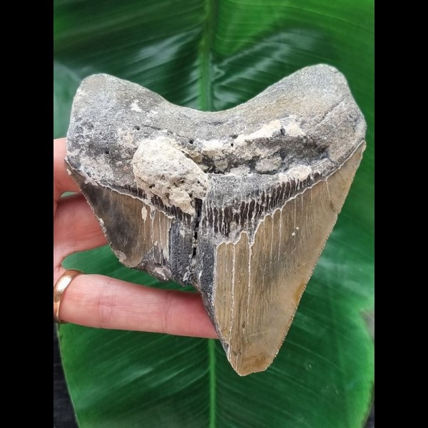 11.3 cm tooth fragment of the Megalodon