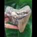 11.3 cm tooth fragment of the Megalodon