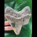 11.3 cm tooth fragment of the Megalodon