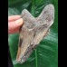 11.3 cm tooth fragment of the Megalodon