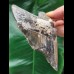 11.3 cm tooth fragment of the Megalodon