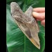 11.3 cm tooth fragment of the Megalodon