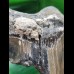 11.3 cm tooth fragment of the Megalodon