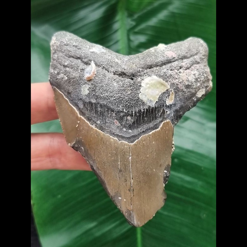 10.4 cm tooth fragment of the Megalodon with shell remains