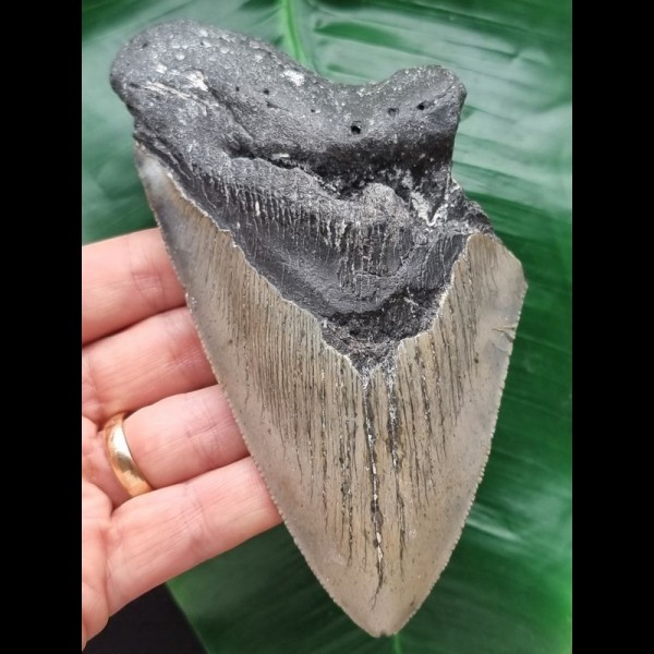 13.5 cm tooth fragment of the Megalodon