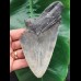 13.5 cm tooth fragment of the Megalodon