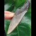 13.5 cm tooth fragment of the Megalodon