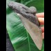 13.5 cm tooth fragment of the Megalodon