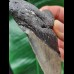 13.5 cm tooth fragment of the Megalodon