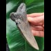 13.5 cm tooth fragment of the Megalodon