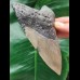 12,2 cm grauer symmetrischer Zahn des Megalodon