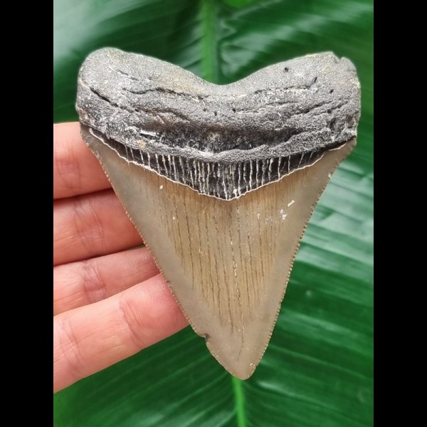 8.9 cm sharp tooth of the Megalodon