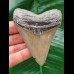 8.9 cm sharp tooth of the Megalodon