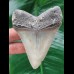 8.9 cm sharp tooth of the Megalodon