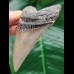 8.9 cm sharp tooth of the Megalodon