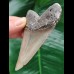 8.9 cm sharp tooth of the Megalodon